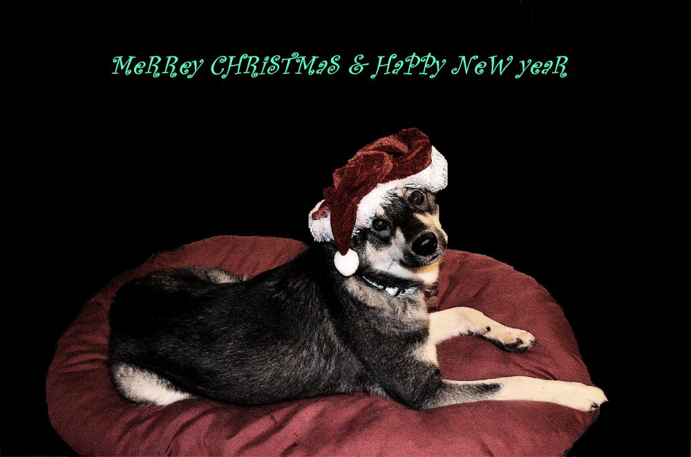 Fijne feestdagen... ook voor je hond!