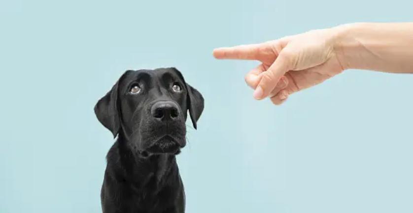 Waarom je hond straffen (niet) werkt.