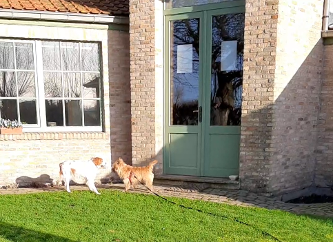 Twee honden zomaar laten kennismaken is geen goed idee.