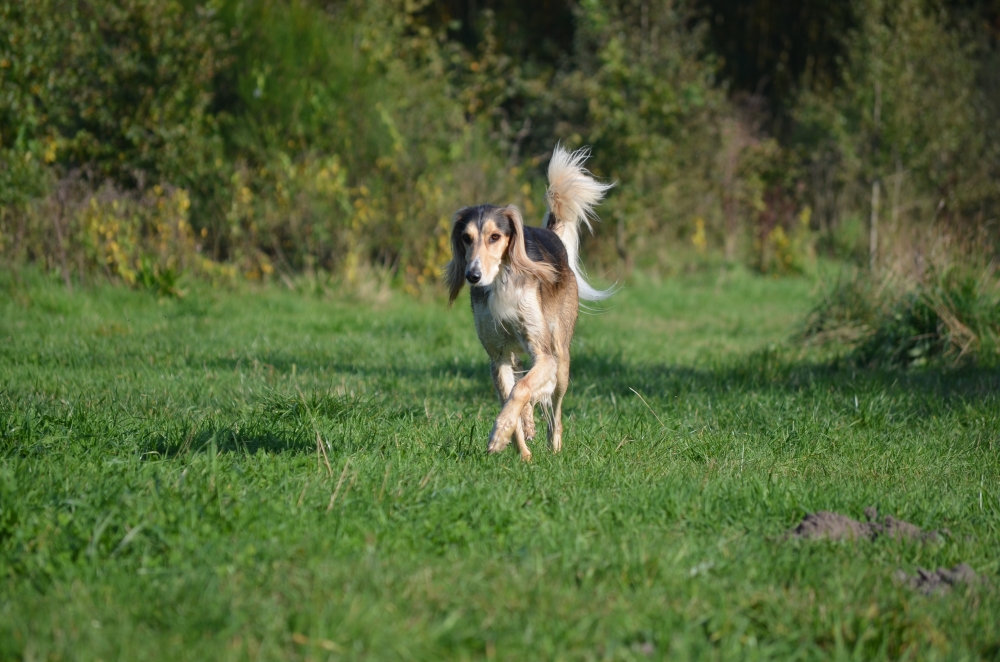 Hond los laten lopen: basisbehoefte of niet?