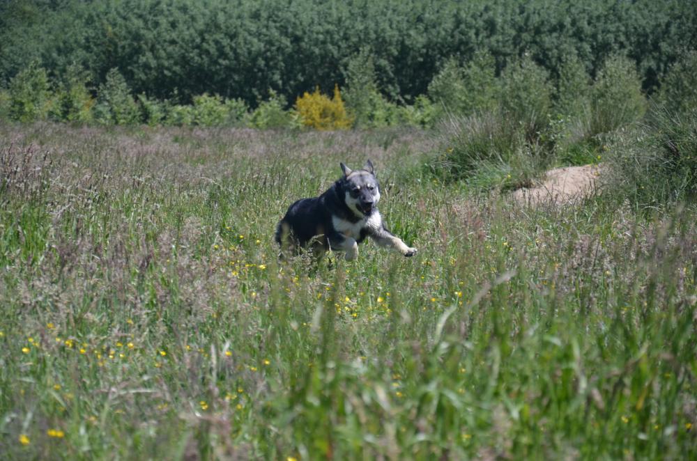 De rebelse puberhond.