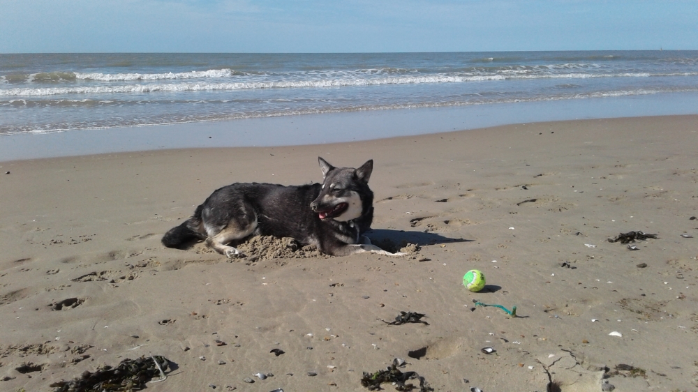 Help, mijn hond raakt oververhit: zo koel je hem veilig en snel af