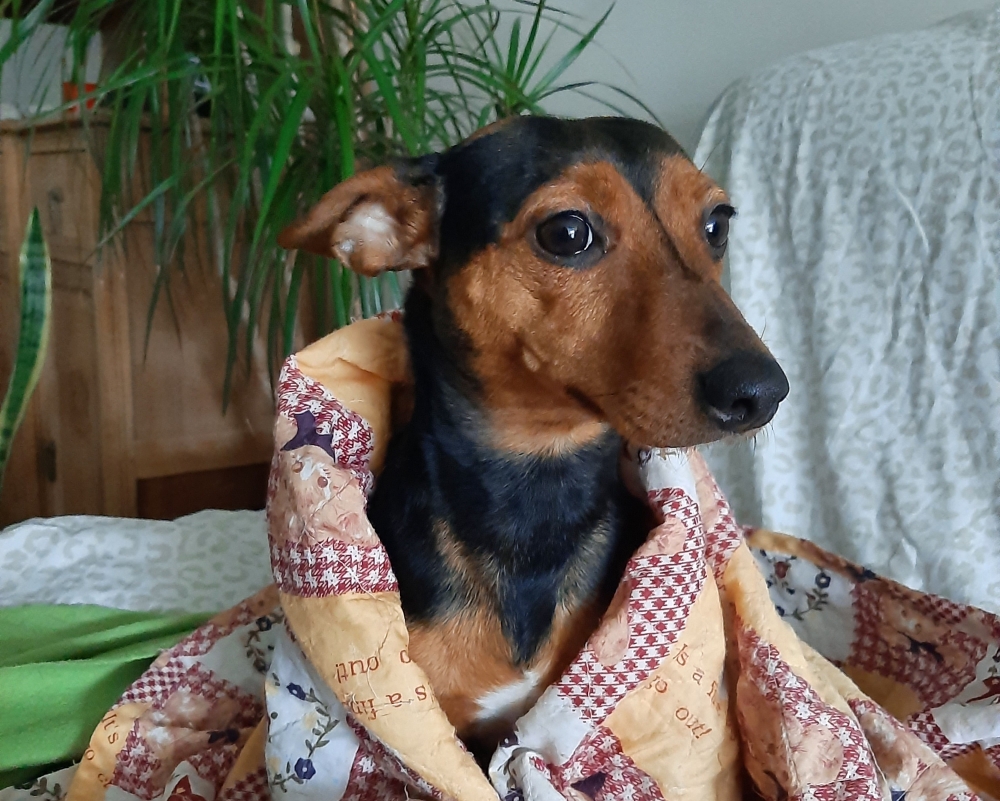 Geluidsangst bij gevoelige honden: wat hondenouders moeten weten voor het najaar en de feestdagen