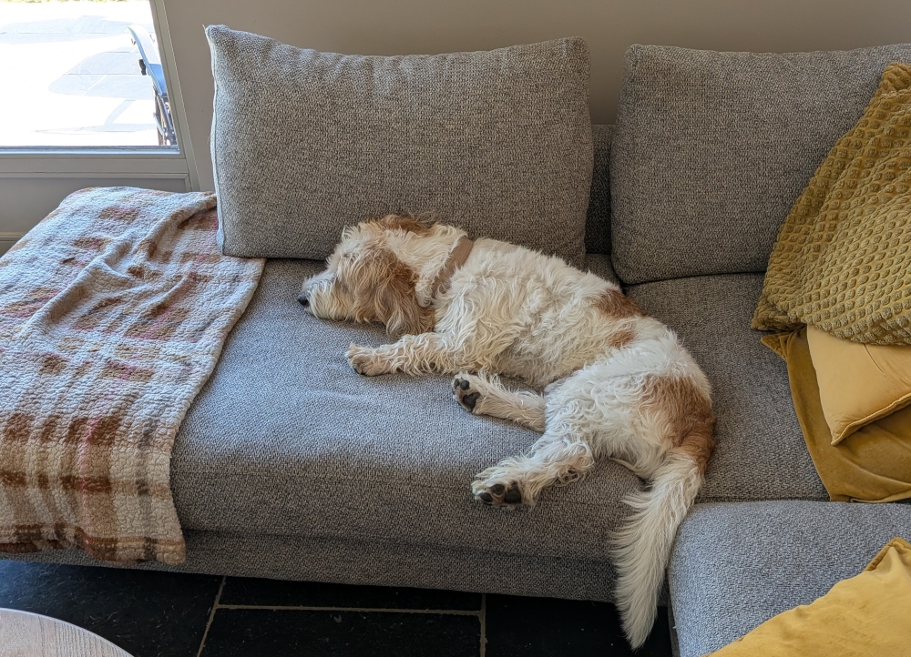 Hond overprikkeld door visite? Zo geef je grenzen aan tijdens kerst en nieuwjaar